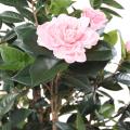 Camelia Artificiel Japonica Double NEW