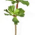 Succulente Artificielle * 2