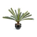 Cycas géant 15 palmes
