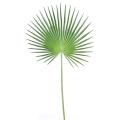 Palme artificielle Palmier Camerus