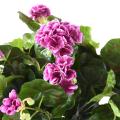 Geranium artificiel 25 cm