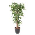 Ficus artificiel Lianes grandes feuilles