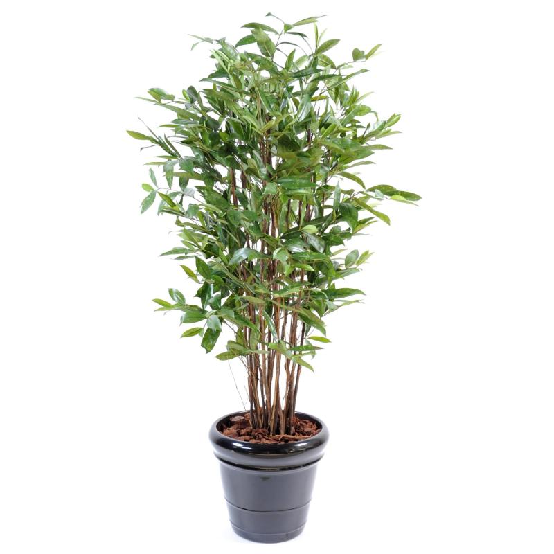 Dracaena Artificiel Surculosa
