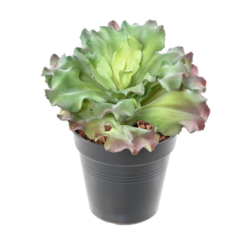 Succulente Artificielle 22