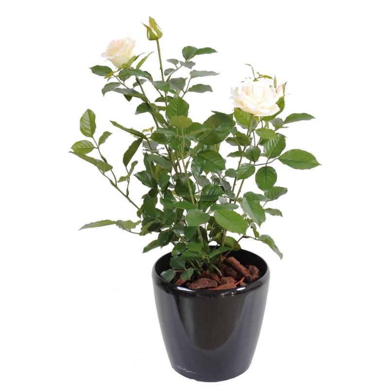 Rosier artificiel Royal 60 cm