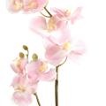 Orchidées artificielle Phalaenopsis L*12