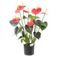 Anthurium artificiel 50 cm