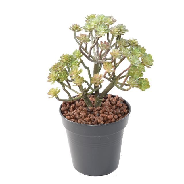 Succulente Artificielle Mini20