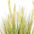 Onion Artificiel Grass Graine