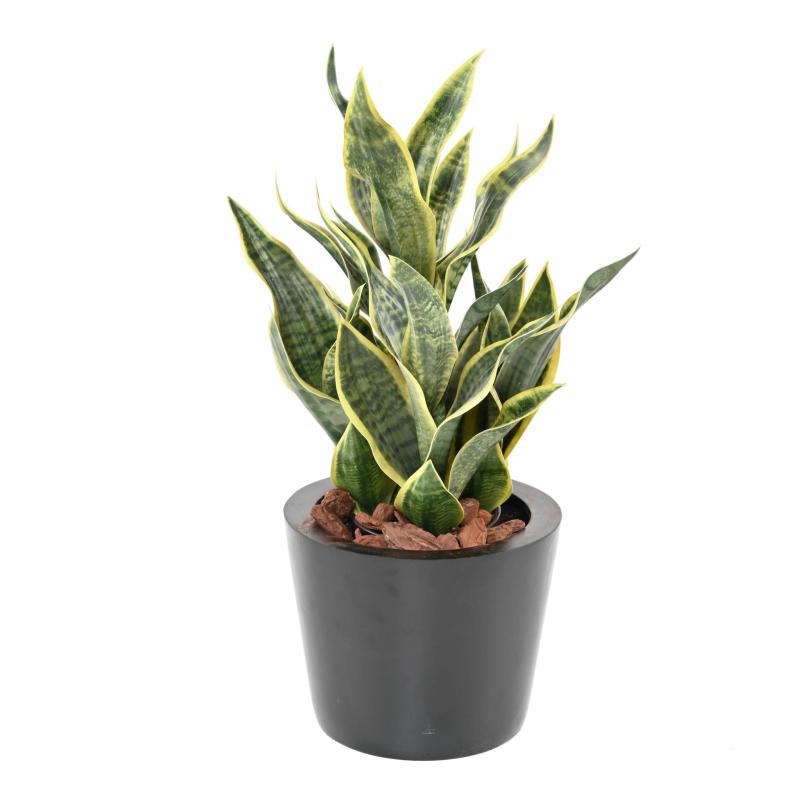 Sansevieria Artificiel Masoniana 66
