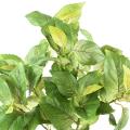 Coleus Artificiel 40 V