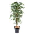Aralia artificiel New Erable