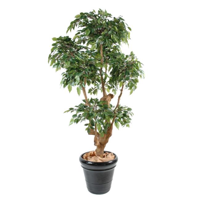 Ficus Natasja 5 Têtes Artificiel de 170 cm de Hauteur