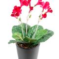 Streptocarpus artificiel