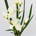 BOUQUET Artificiel IRIS BLANC