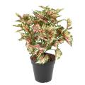 Begonia Artificiel Rex