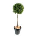 Buis artificiel Tige Boule New