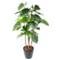 Alocasia Artificiel Calidora TB