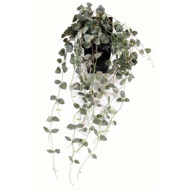 Ceropegia Chaine Des Coeurs Artificiel