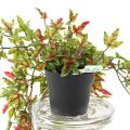 Lierre Artificiel 70 Pot