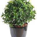 Laurier artificiel Plast Buisson