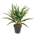 Chlorophytum Artificiel Buisson