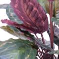 Calathea artificiel Roseopicta
