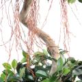 Ficus artificiel spirale 2 boules