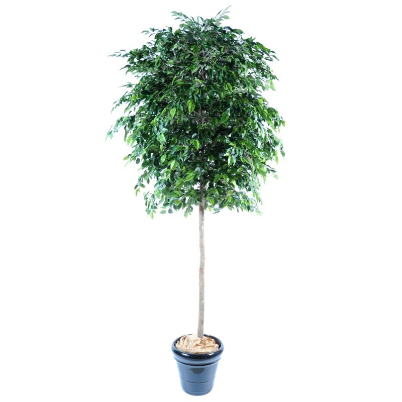 Ficus artificiel natasja tree