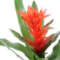 Guzmania artificiel