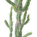 Cactus Artificiel Finger F