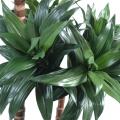 Dracena artificiel Fragans 3 troncs