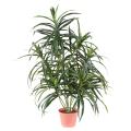 Dracena artificiel Anita (Draceana)