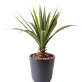 Aloe artificiel Ferox