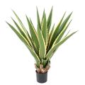 Agave Artificielle Furcraea