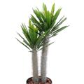 Pachypodium arificiel Plast