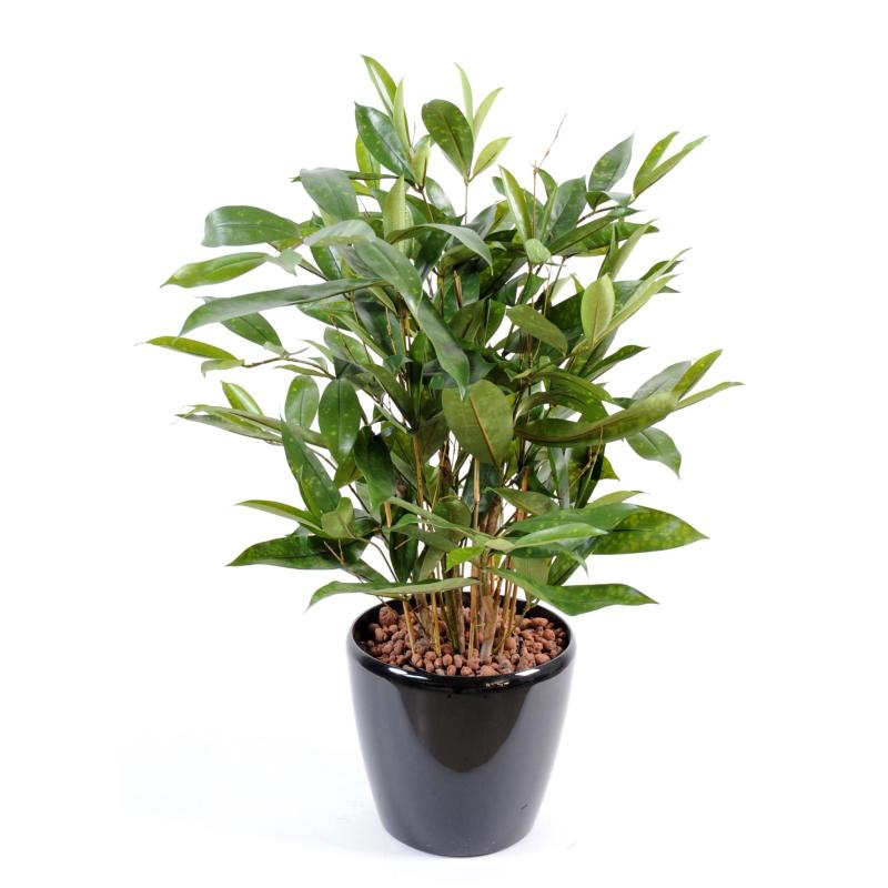 Dracena artificiel Surculosa pot