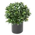 Laurier artificiel Boule Nobilis