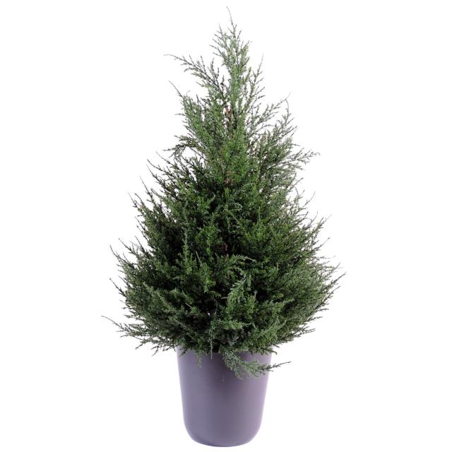 Cypres Juniperus Vert