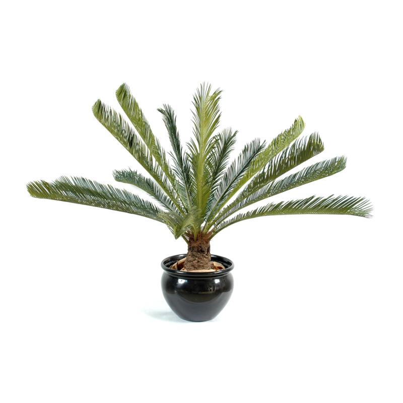Cycas géant 15 palmes