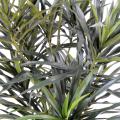 Dracena artificiel Anita (Draceana)