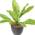 Asplenium L Artificiel