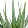 Aloevera artificielle