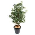Pittosporum artificiel