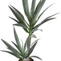 Yucca Artificiel Rapier