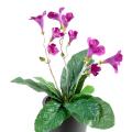 Streptocarpus artificiel