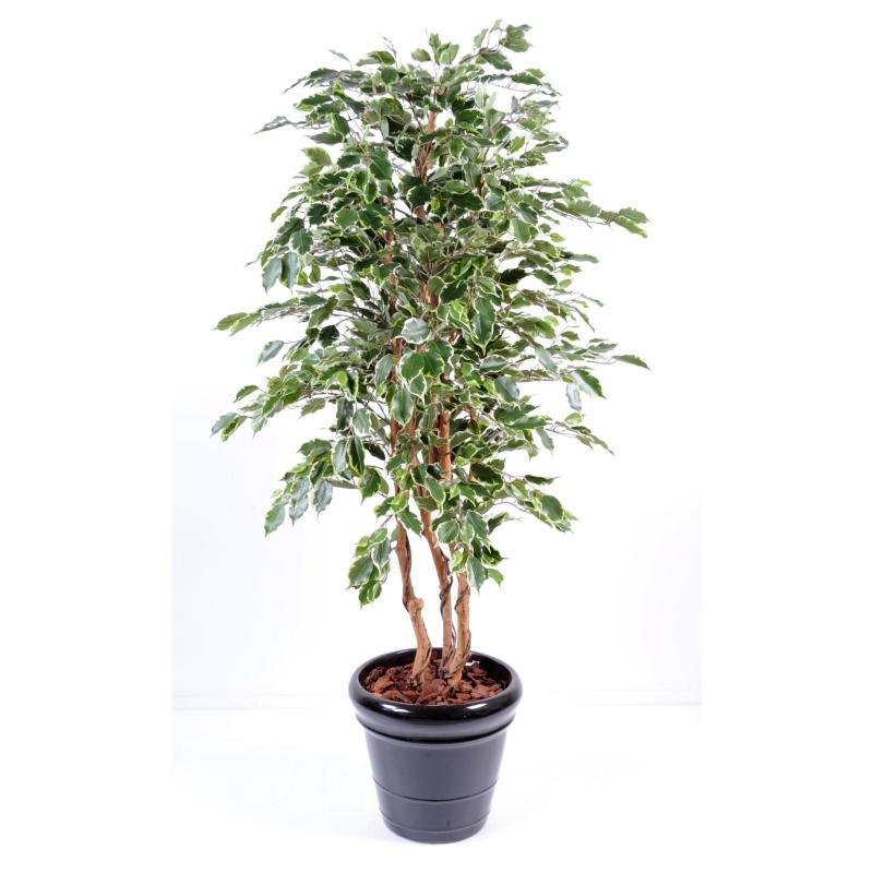 Ficus artificiel exotica