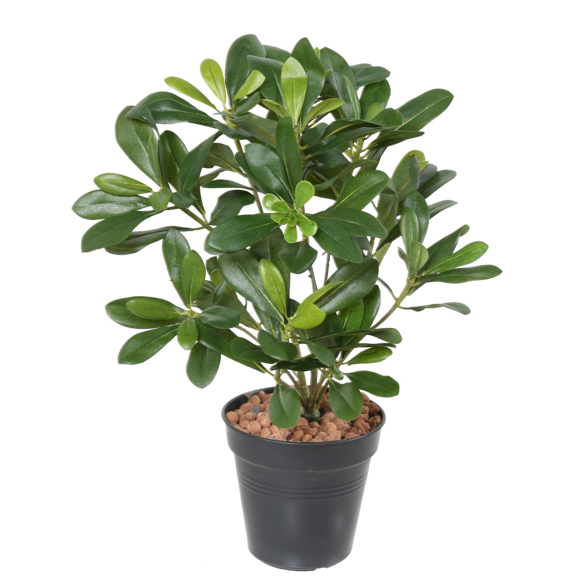 Grande plante artificielle haute arbre artificiel Pittosporum