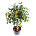 Oranger artificiel tete 85CM DIAM50