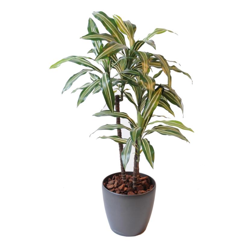 Dracaena Artificiel Fragrans *3